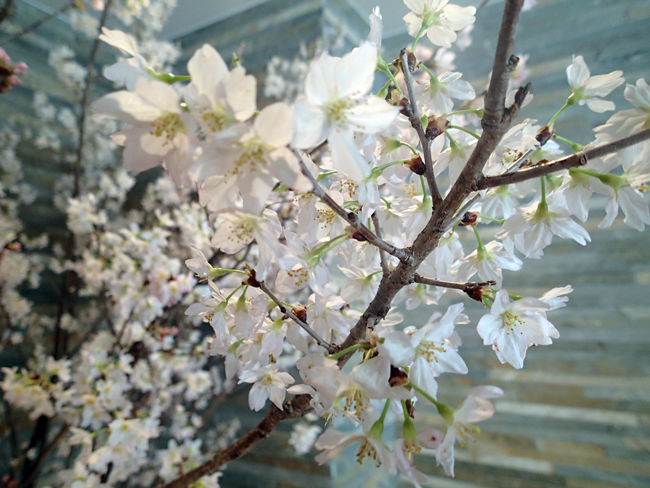 玄関桜アップ