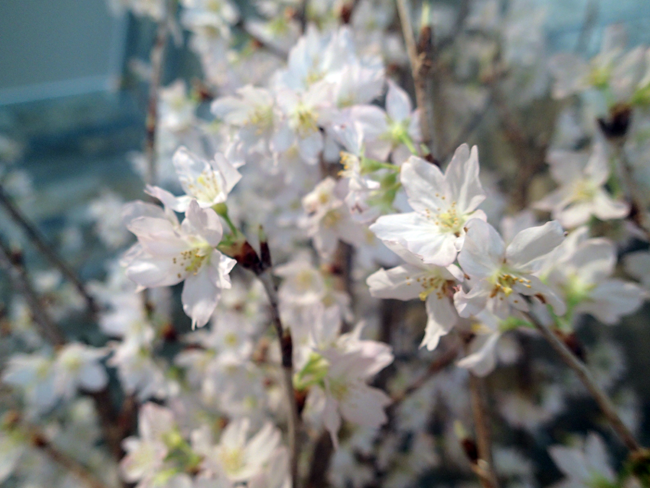 玄関桜アップ②