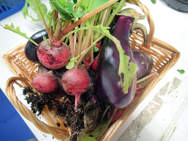 秋野菜